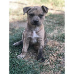 Mypuppydogsgroup