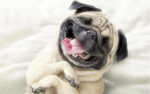 Pug emperors and lords