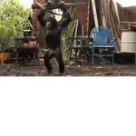 Monkey Cartel