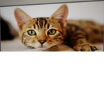 Smashed kIttY