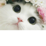 CatsForever!