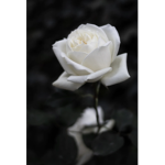 ~ White Roses Squad ~