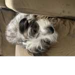 The cutie doggy