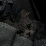 Rael's Hangout ? </3