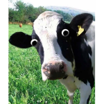 DE COWS WHO MOO