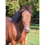 The horse man community.