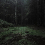 Forrest Gathering