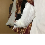 Meow meow sucker