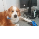 BONK'D