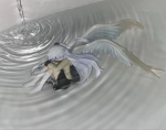 deerest ୨୧