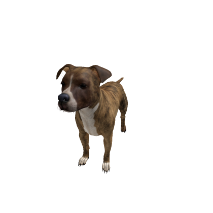  Dog