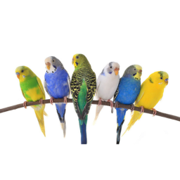 Bird Hangout (NEW!)