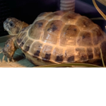 Shelly_Tortoise