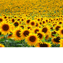 Sunflower Popper Squad's Place Number: 0