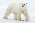 polar the bear group