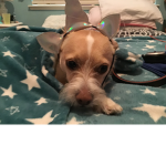 My dog has a unicorn headband on!