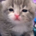 kittеn