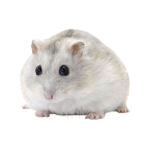 Hamsters are cute :3