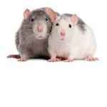 Rat Home Store