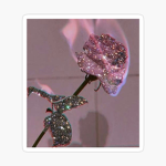 Fʟᴏʀᴀs rose