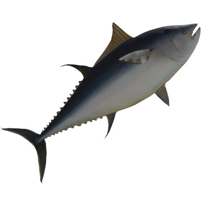 BIG TUNA FISH Roblox item