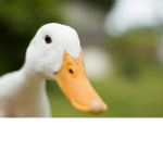 DUCK STUDIOS YEAH