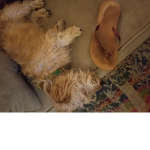 Puppys love shoes