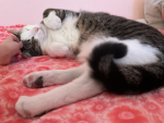 ThE cAtTiES 15