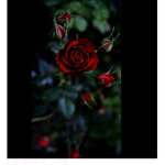 Rose clothes x
