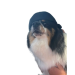 Declan_playzbackup