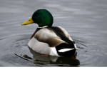 Duck Tr0ops