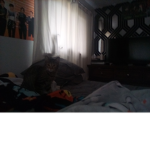 MY CAT ZOE