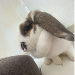 Toffees huge chin