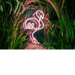 -*Pink Flamingo*-