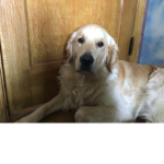 Waffle is my dog and fav food (not the dog)