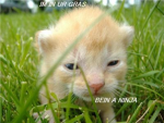 ninga cat club
