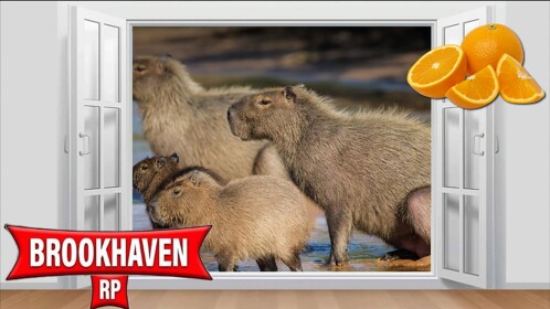 (Cart Ride Into) Capybara Hot Spring BrookhavenRP!