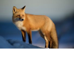 Godly Foxes