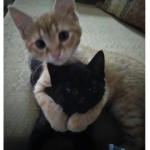 CATS/KITTENS>>>ANYTHING