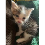 *nylah’s apearal•