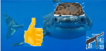 WHITE SHARKS DEVISION