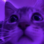 Bad bleep tehe