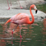 Flamingo fan club but better and better