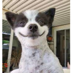 Doggo Creates