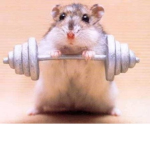hamsters team :D