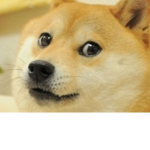 Danny’s Doge Homies