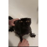 I’ll donate you (not a scam)