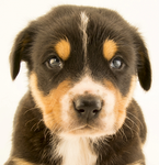 Puppy lovers 4 ever !!!
