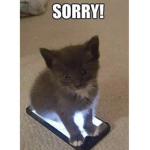 The meme kittys