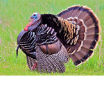 The Gobble Community